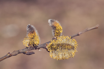 beautiful fluffy sprig of Weeping willow blossomed in early spring with shallow focus and space for text. Easter Concept. Salix caprea.