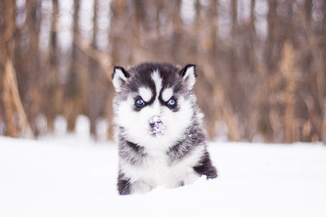 Puppy husky