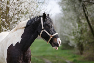 Pferd vor Kirschblüten