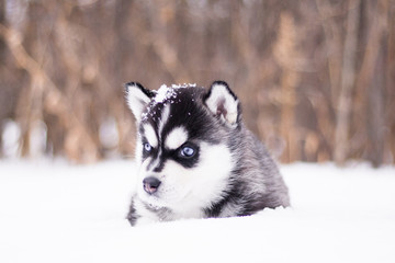Puppy husky