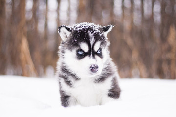 Puppy husky