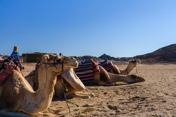 Camels in arabian desert not far from the Hurghada city, Egypt