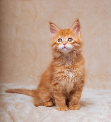 Funny adorable red solid maine coon kitten sitting with beautiful brushes on the ears on soft background and looking cute