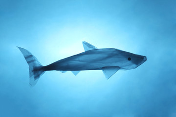 Pollution of the environment of the planet plastic. Blue plastic bag in the shape of a fish in the world ocean.