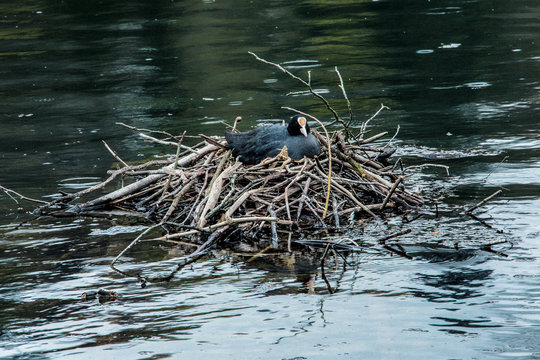 Water Nest