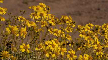 Obraz premium Brittle bush in full bloom in Mojave desert with bright yellow daisy like flowers. 