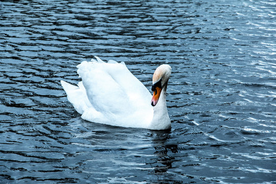 The Mighty Swan