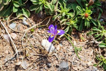 Wildflowers in the National Park de Calblanque. region of Murcia. Spain.park, national,...
