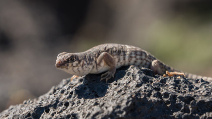 desert Iguana, native to Mojave desert. 