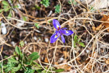 Wildflowers in the National Park de Calblanque. region of Murcia. Spain.park, national,...