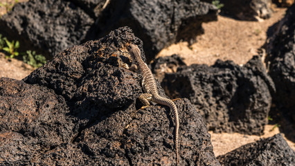 Desert Iguana sunning on a rock
