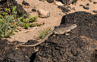 Desert Iguana sunning on a rock
