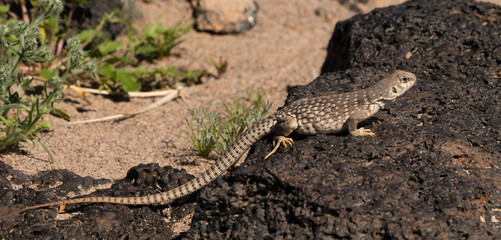 Desert Iguana sunning on a rock