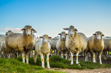Obraz na płótnie Canvas Big herd of cute Merino or Merinolandschaf sheep grazing in green pasture in a faarm
