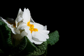 Primula, or primrose Bloom with water drops, macro