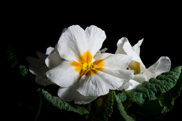 Fototapeta na wymiar Primula, or primrose Bloom with water drops, macro