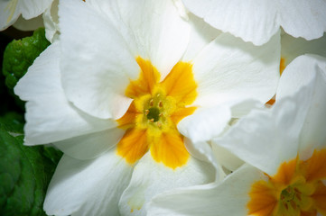 Naklejka na ściany i meble Primula, or primrose Bloom with water drops, macro