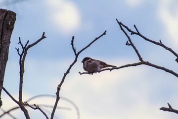 Birds usually sit on the branches and fly occasionally.