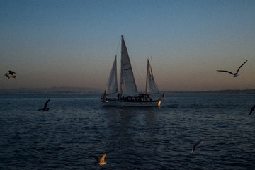 Fototapeta premium Men and Seagulls 