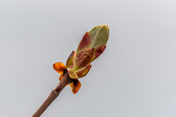 A close-up of a tree leaf bud just about to open. It is on a Horse Chestnut (Aesculus hippocastanum) tree.