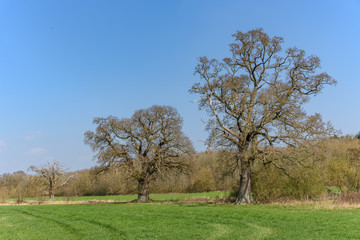 A rural scene with three trees. There is a forest in the background, and a grassy field in front.