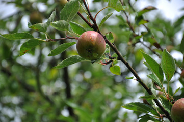 Apfelbaum mit Früchten