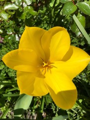 tulipe jaune