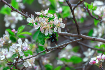 Pair of bumblebees carpenters to mate in almond blossom