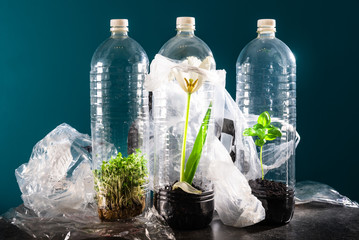 Green Plants are struggling to grow in the plastic bottles