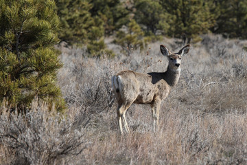 deer in the forest
