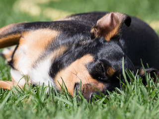 Chihuahua negro y marr&oacute;n fuego