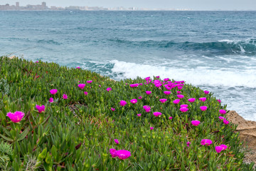 Lilac flowers Portulak on the Mediterranean coast, Cabo de Palos, La Manga, Spain.