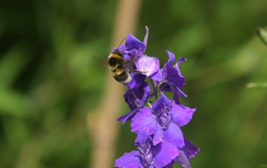 Delphinium bourdon