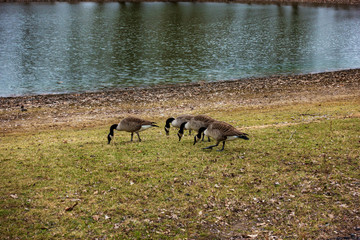 herd of geese