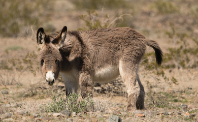 Fuzzy baby donkey or wild burro