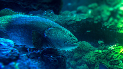Giant Grouper