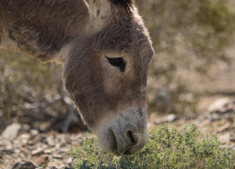 Donkey eating desert brush in Mojave.  - obrazy, fototapety, plakaty