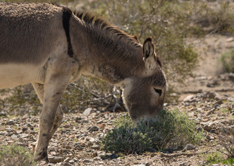 Naklejka na ściany i meble Donkey eating desert brush in Mojave. 