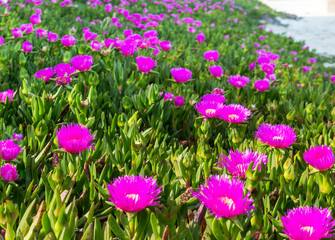 Obraz premium Lilac flowers Portulak on the Mediterranean coast, Cabo de Palos, La Manga, Spain.
