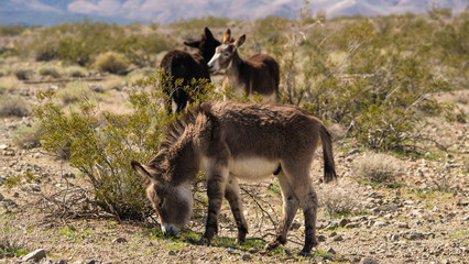 A family of Donkeys or burros are eating in the Mojave desert near Death Valley.