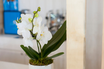 White orchid flower in vase on bar in a coffee place