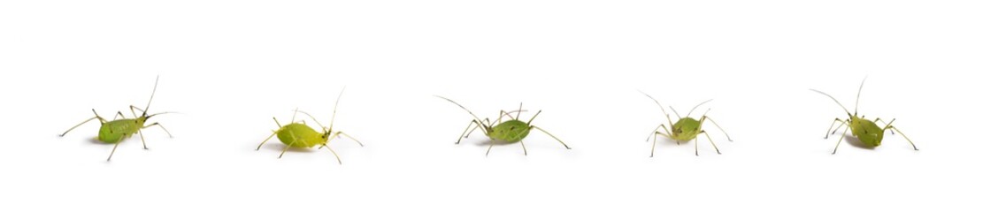 green aphid