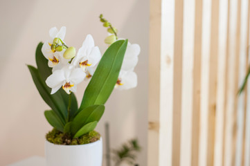 flower, beautiful, orchid, background, plant, branch, white, color, beauty, isolated, lifestyle, red, textured, interior, anniversary, fabric, design, stem, vase, table, natural, room, lace, nature, g