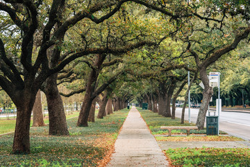 Sidewalk with overhanging trees in Houston, Texas
