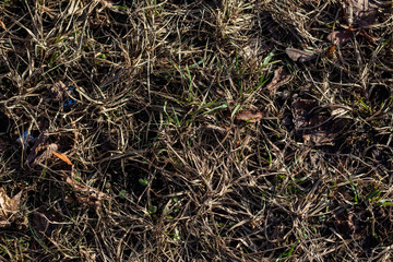  spring grass when snow just melted