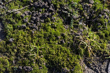  first spring grass and moss on the rocks