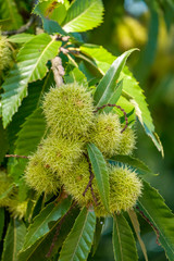 Edelkastanie (Castanea sativa)