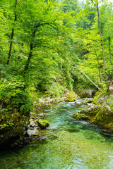 Obraz premium The Vintgar Gorge or Bled Gorge is a walk along gorge in northwestern Slovenia.