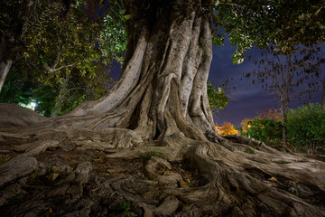 The great tree at Murillo Gardens, Seville, Spain
