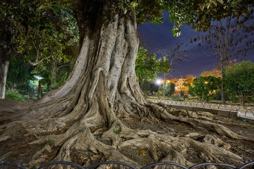 The great tree at Murillo Gardens, Seville, Spain